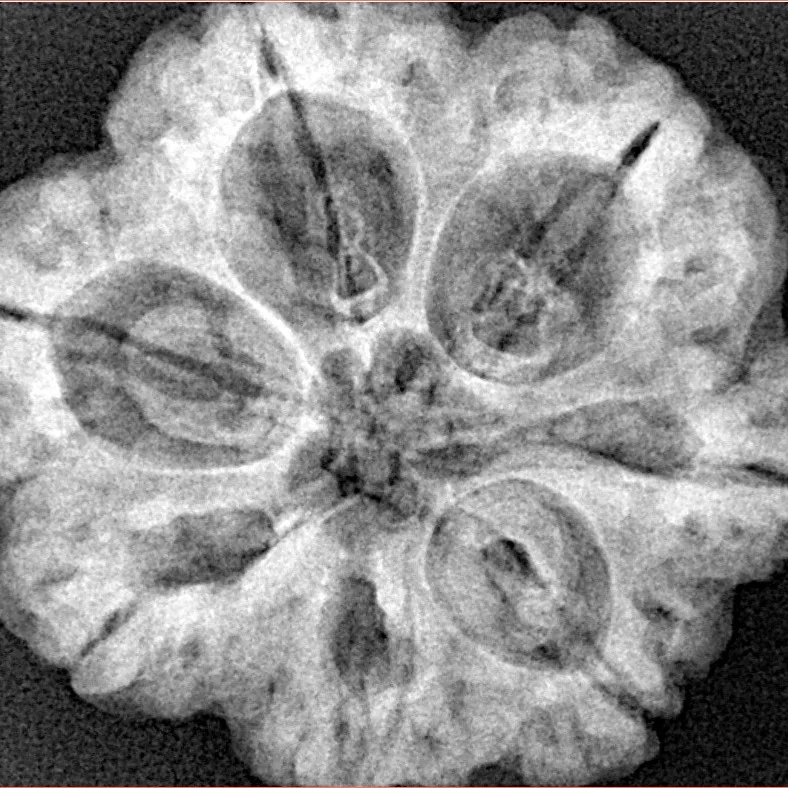 7 Mukhi Rudraksha 28.5mm 6.84gm - Xray
