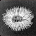 14 Mukhi Rudraksha 22mm 2.49gm - Xray
