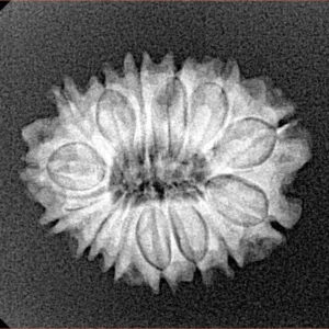 14 Mukhi Rudraksha 22mm 2.49gm - Xray