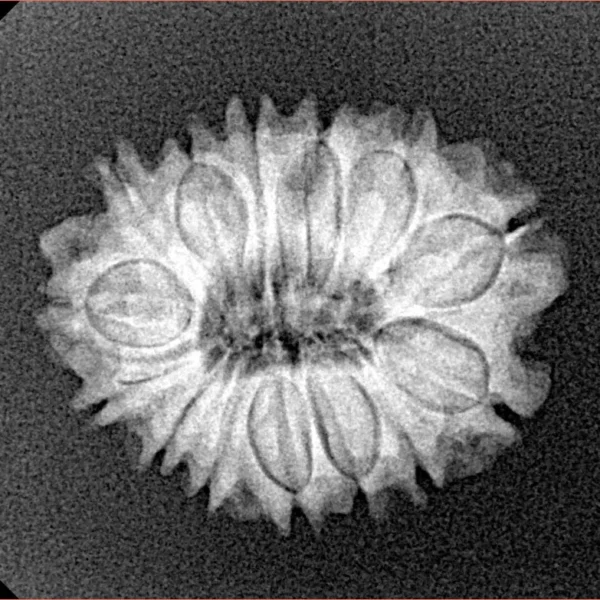14 Mukhi Rudraksha 22mm 2.49gm - Xray