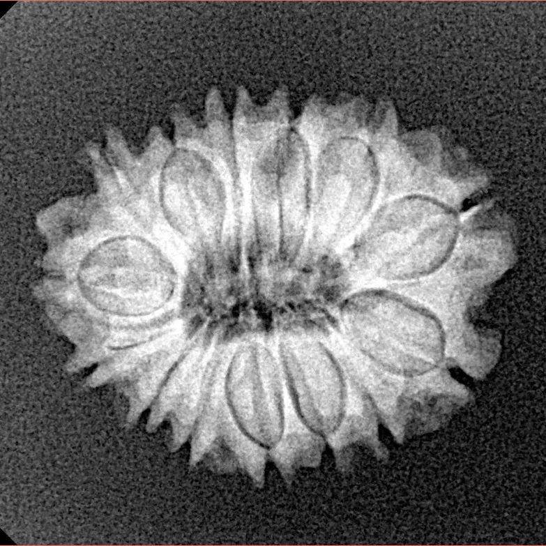 14 Mukhi Rudraksha 22mm 2.49gm - Xray
