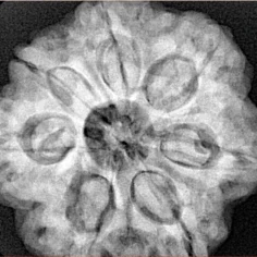7 Mukhi Rudraksha 28.4mm 8.65gm - Xray