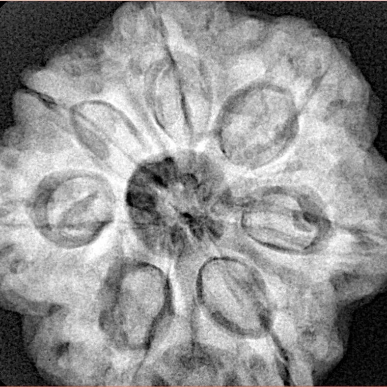 7 Mukhi Rudraksha 28.4mm 8.65gm - Xray