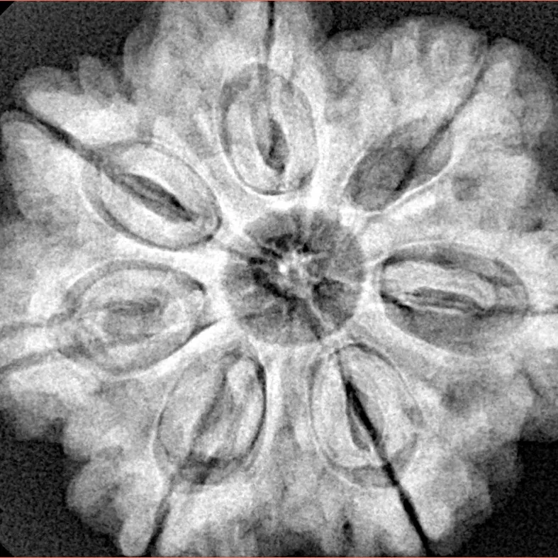 7 Mukhi Rudraksha 29.1mm 8gm - Xray