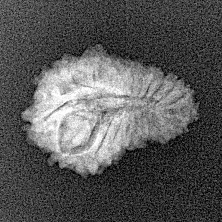 21 Mukhi Rudraksha 18.7mm 1.22gm - Xray