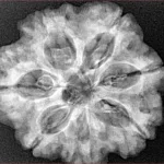 7 Mukhi Rudraksha 27.2mm 5.88gm - Xray