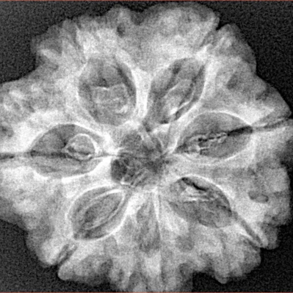 7 Mukhi Rudraksha 27.2mm 5.88gm - Xray