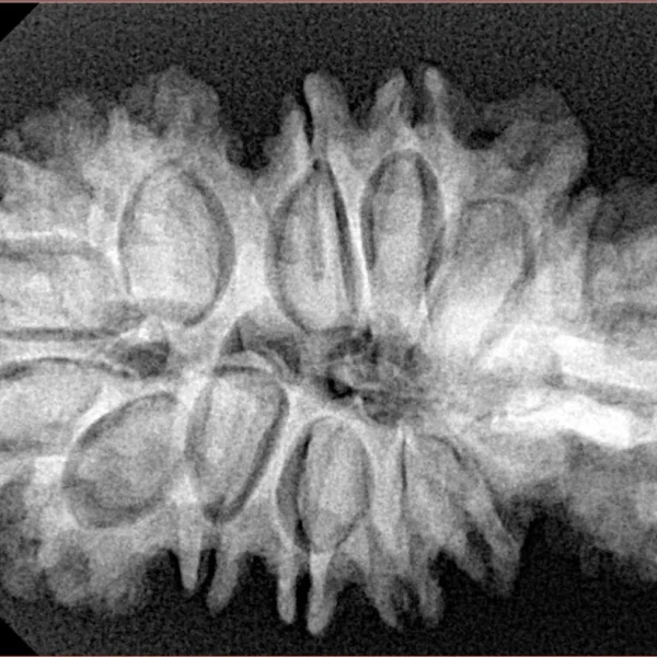 16 Mukhi Trijuti 37.6mm 6.33gm - Xray