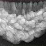 1 Mukhi Rudraksha 36.4mm 5.81gm - Xray