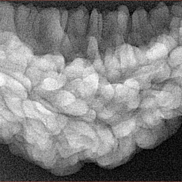 1 Mukhi Rudraksha 36.4mm 5.81gm - Xray