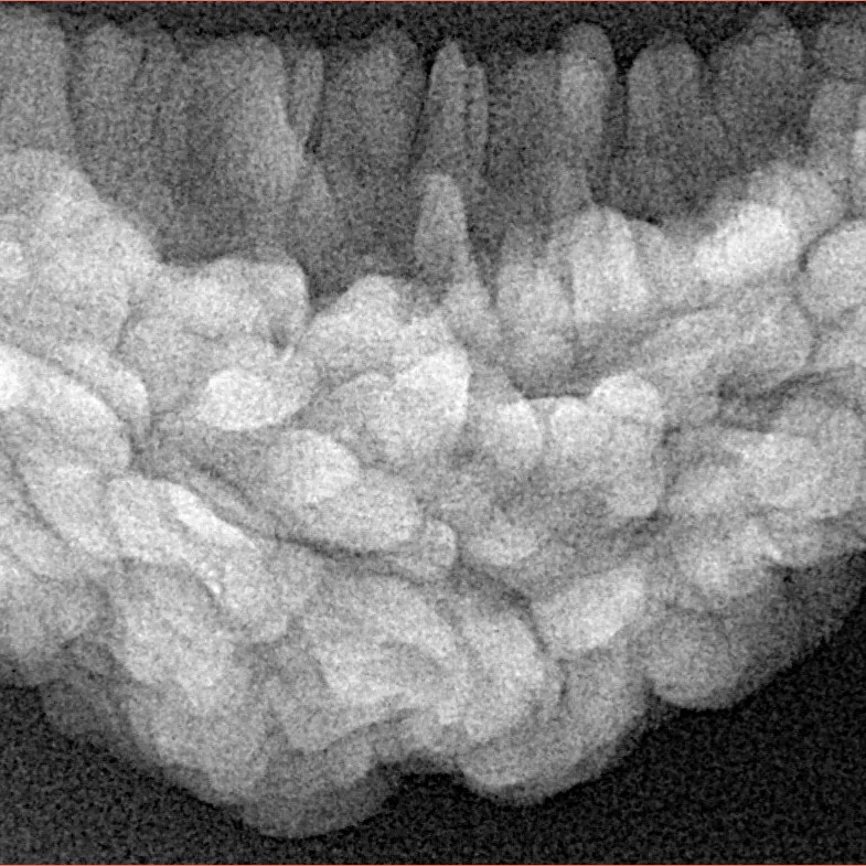 1 Mukhi Rudraksha 36.4mm 5.81gm - Xray