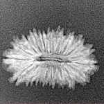 19 Mukhi Rudraksha 21.3mm 1.16gm - Xray