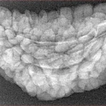 1 Mukhi Rudraksha 36.5mm 4.55gm - Xray