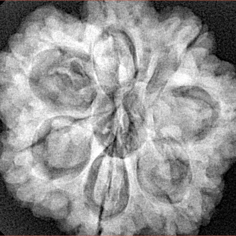 7 Mukhi Rudraksha 28mm 7.77gm - Xray