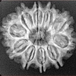 10 Mukhi Rudraksha 26mm 3.65gm - Xray