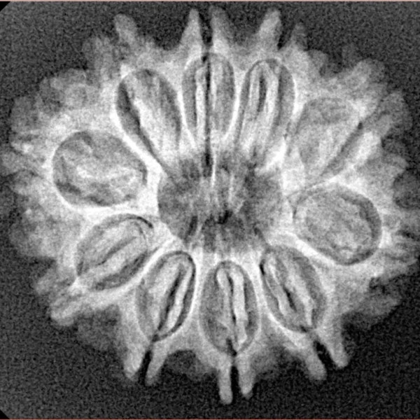 10 Mukhi Rudraksha 26mm 3.65gm - Xray