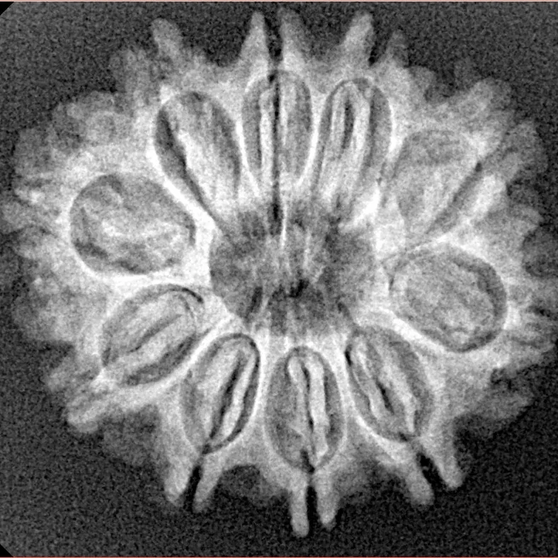 10 Mukhi Rudraksha 26mm 3.65gm - Xray