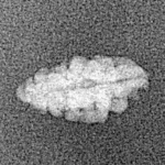 1 Mukhi Rudraksha 12.5mm 0.19gm - Xray