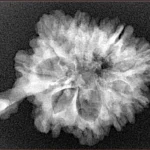 10 Mukhi Ganesh 30.2mm 4.1gm - Xray
