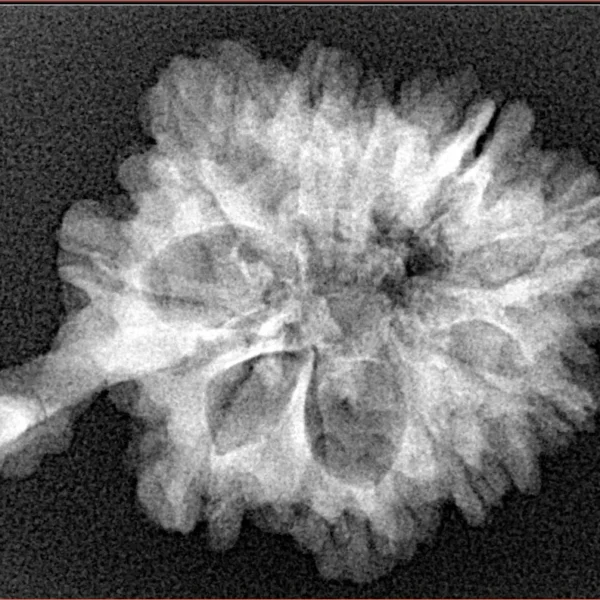 10 Mukhi Ganesh 30.2mm 4.1gm - Xray