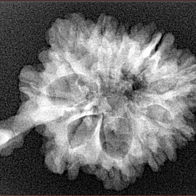 10 Mukhi Ganesh 30.2mm 4.1gm - Xray