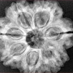 7 Mukhi Rudraksha 27.9mm 6.7gm - Xray