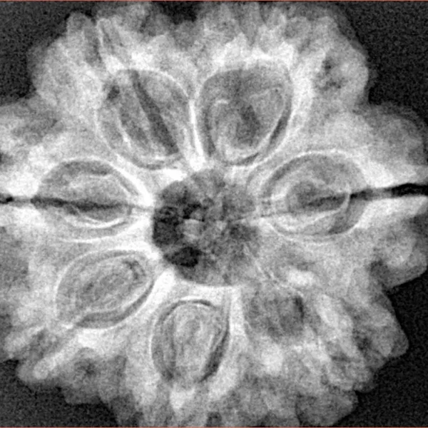 7 Mukhi Rudraksha 27.9mm 6.7gm - Xray