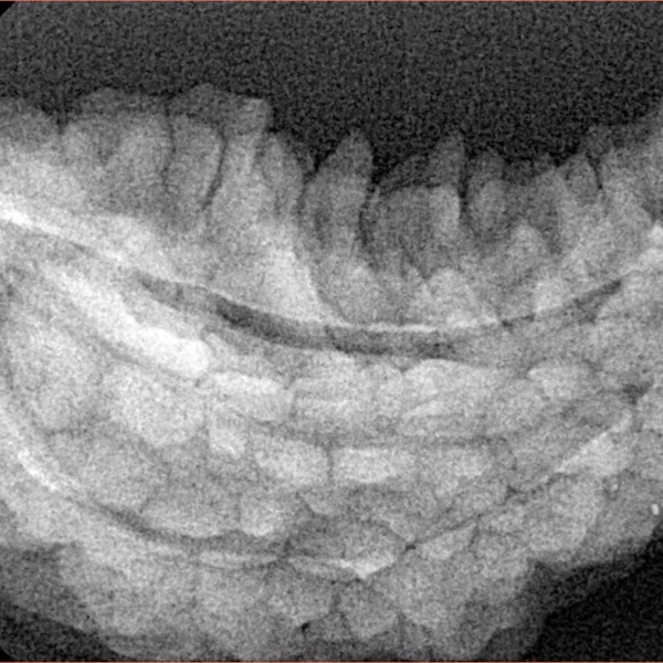 1 Mukhi Rudraksha 37.5mm 5.73gm - Xray
