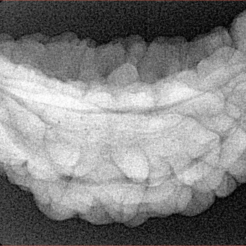 1 Mukhi Rudraksha 37.3mm 5.59gm - Xray