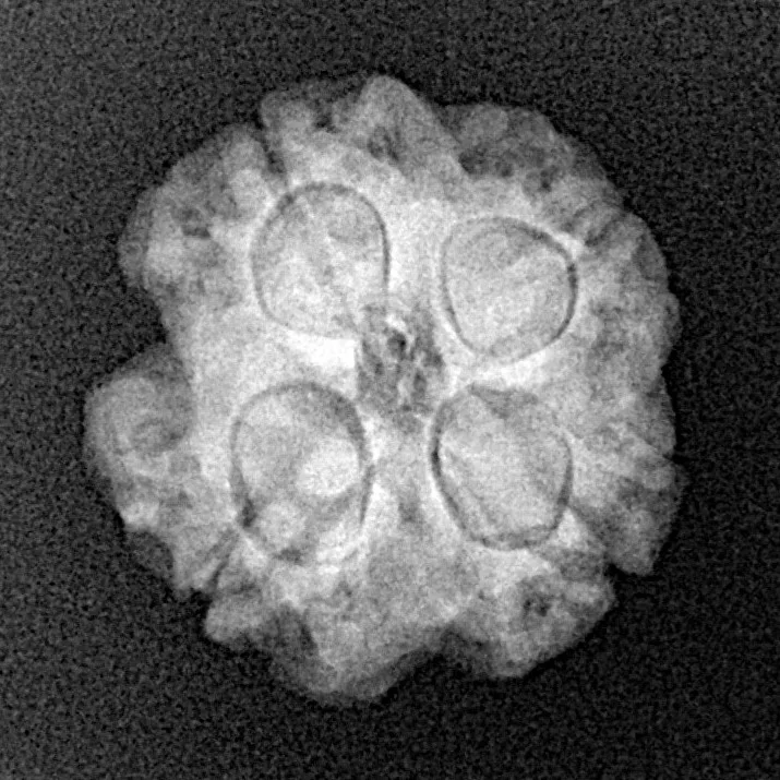 4 Mukhi Rudraksha 18.1mm 2.65gm - Xray