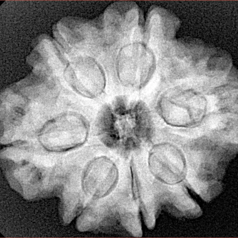 7 Mukhi Rudraksha 27.5mm 6.24gm - Xray