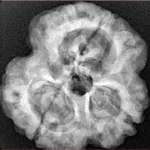 3 Mukhi Rudraksha 28.8mm 6.68gm - Xray