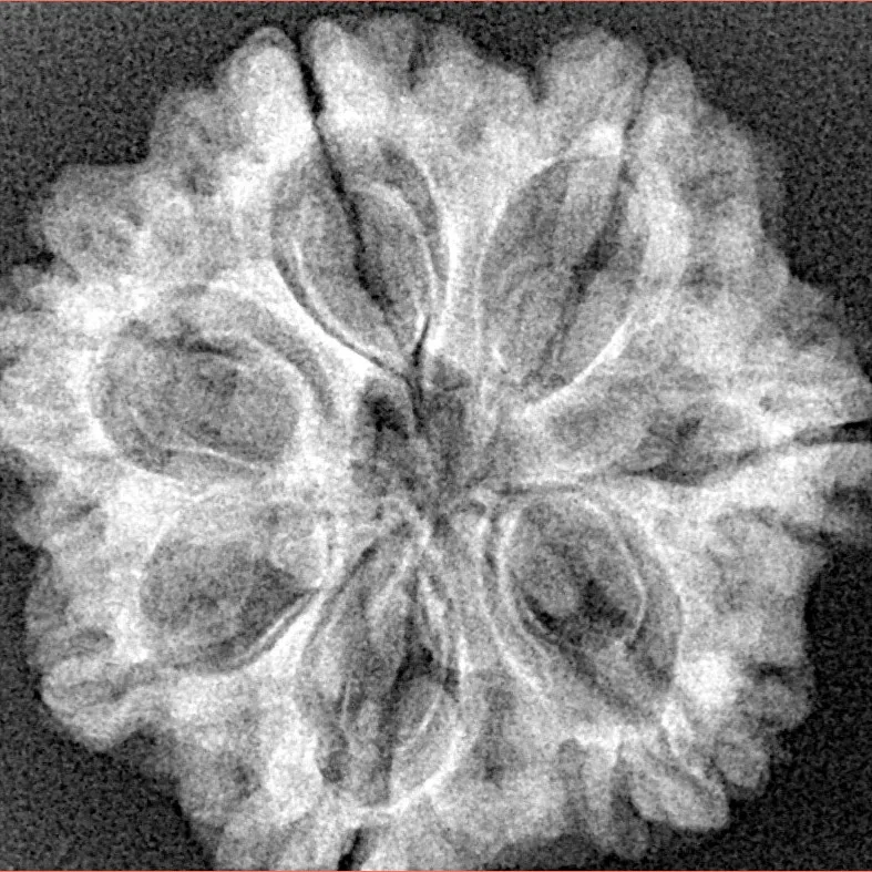 7 Mukhi Rudraksha 27.3mm 4.24gm - Xray