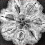 7 Mukhi Rudraksha 28.5mm 6.75gm - Xray