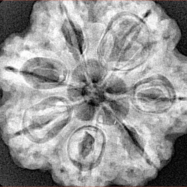 7 Mukhi Rudraksha 28.5mm 6.75gm - Xray