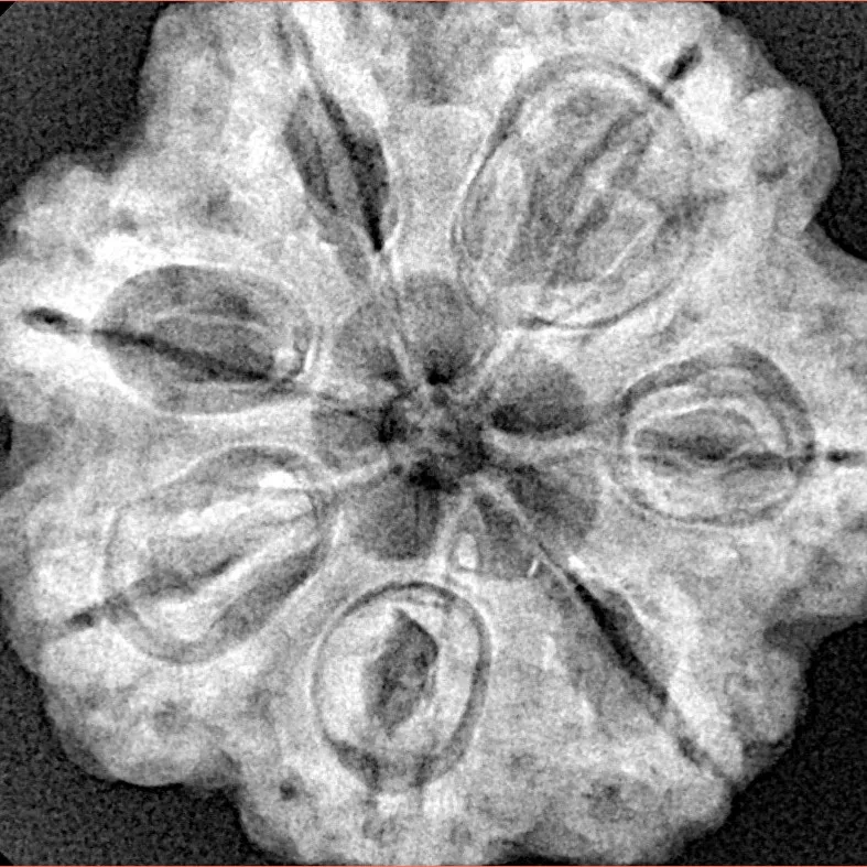 7 Mukhi Rudraksha 28.5mm 6.75gm - Xray