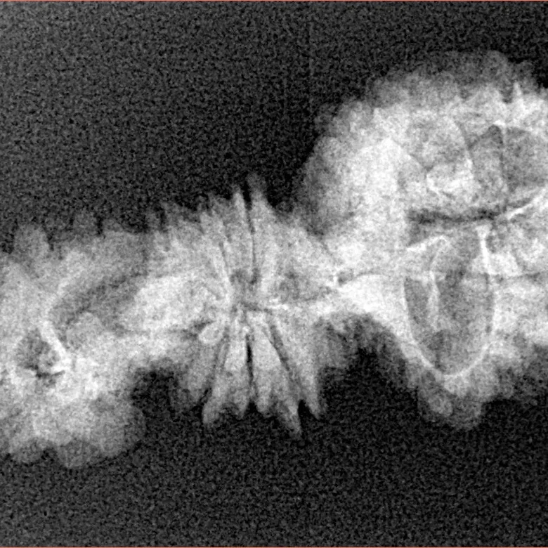 15 Mukhi Trijuti 31.8mm 2.35gm - Xray