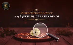 14 Mukhi Rudraksha Bead