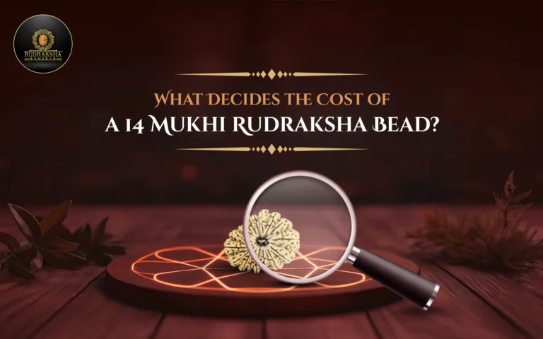 What Decides the Cost of a 14 Mukhi Rudraksha Bead? 