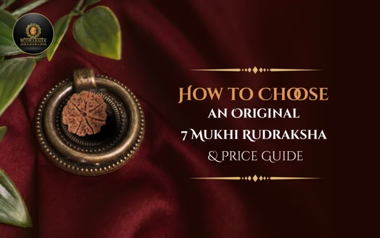 How to Choose an Original 7 Mukhi Rudraksha & Price Guide