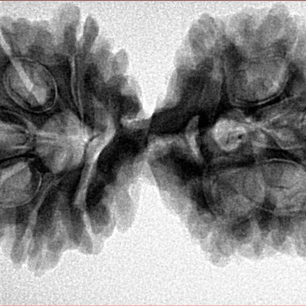 11 Mukhi Rudraksha 37.6mm 7gm - Inverse xray