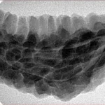 1 Mukhi Rudraksha 38.9mm 6.07gm - Inverse xray