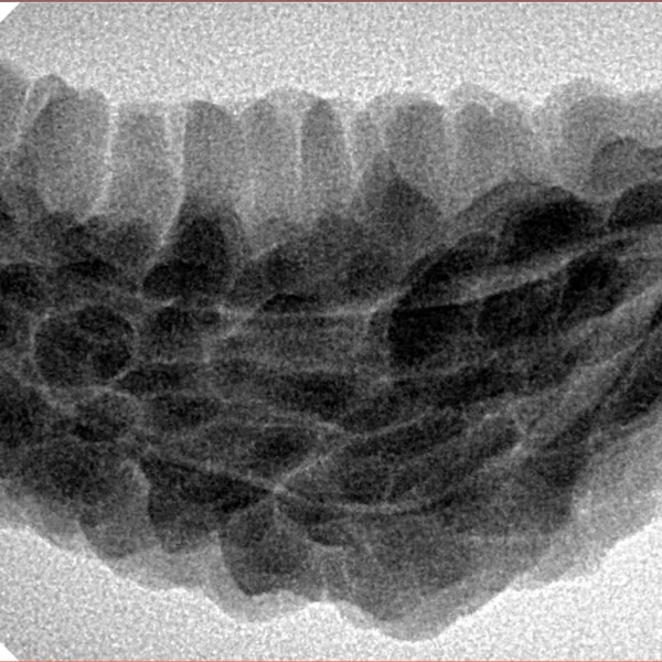 1 Mukhi Rudraksha 38.9mm 6.07gm - Inverse xray