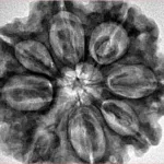 8 Mukhi Rudraksha 30.6mm 7.52gm - Inverse xray