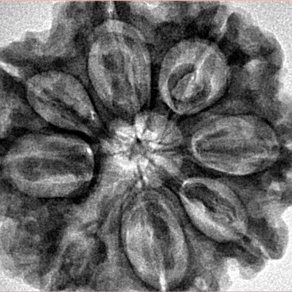 8 Mukhi Rudraksha 30.6mm 7.52gm - Inverse xray