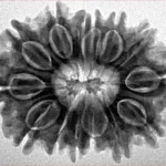 14 Mukhi Rudraksha 27.5mm 4.68gm - Inverse xray