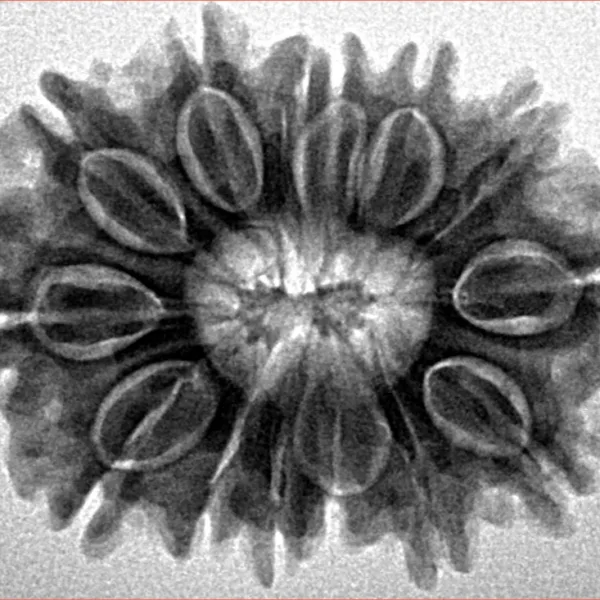 14 Mukhi Rudraksha 27.5mm 4.68gm - Inverse xray