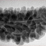 1 Mukhi Rudraksha 36.2mm 5.32gm - Inverse xray