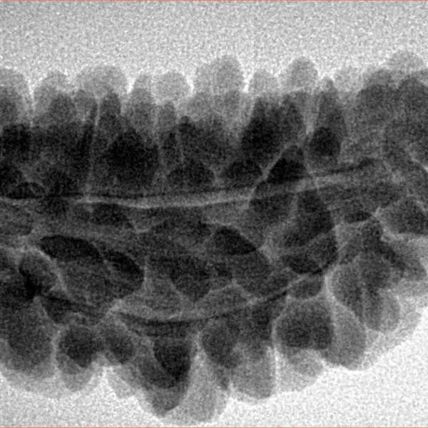 1 Mukhi Rudraksha 36.2mm 5.32gm - Inverse xray