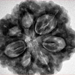 7 Mukhi Rudraksha 29.5mm 8.39gm - Inverse xray